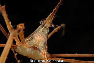 Arrow crab studying his own reflection. by Suzan Meldonian 